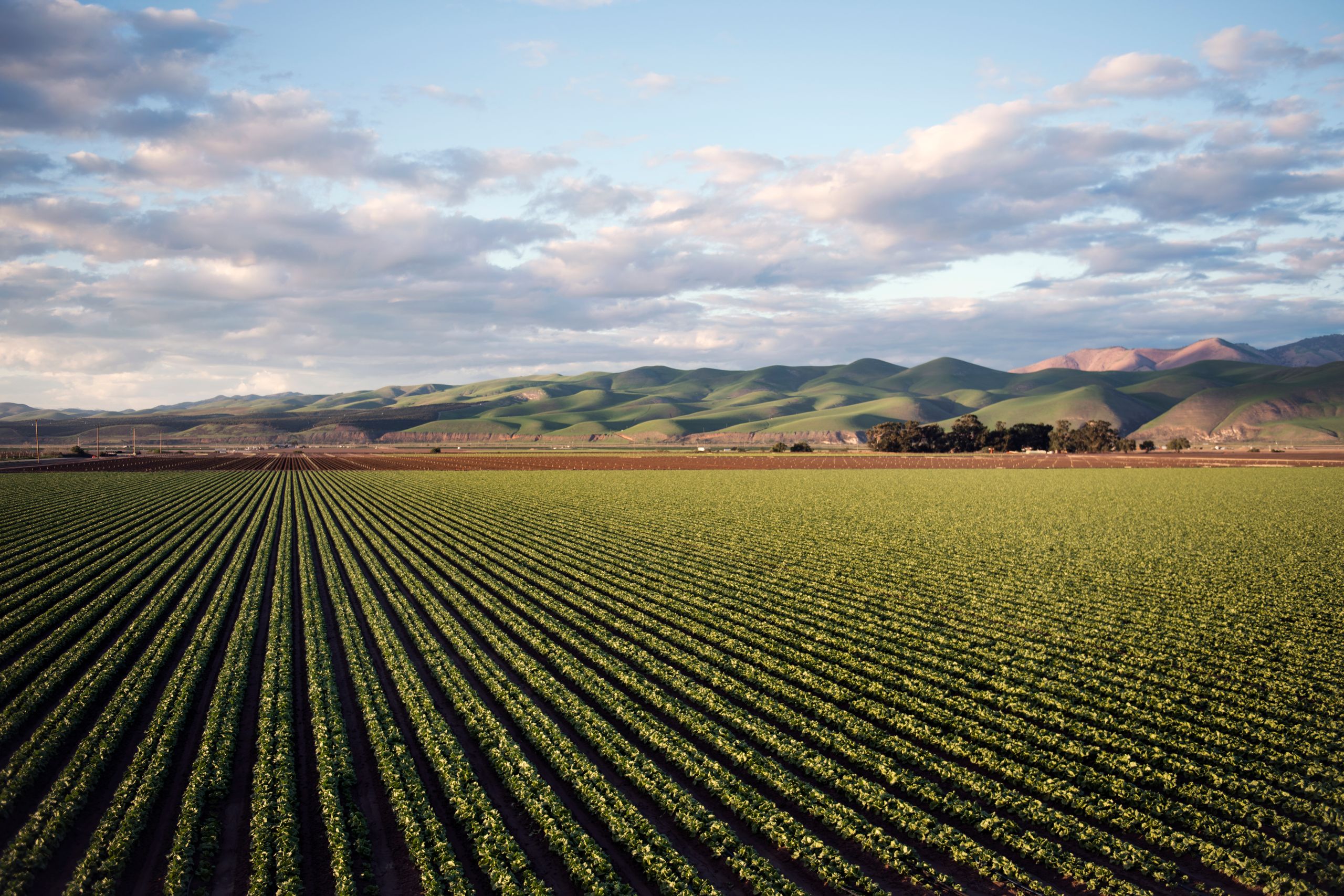 Green crop rows beneath the hills in Santa Maria, California